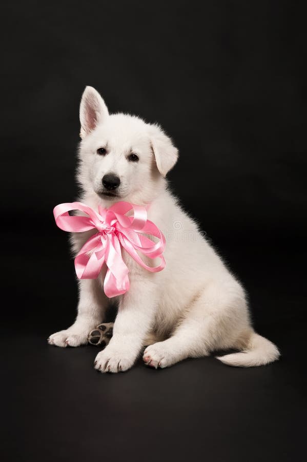 Chiot Du Chien De Berger Blanc Avec Une Proue Sur Un Cou