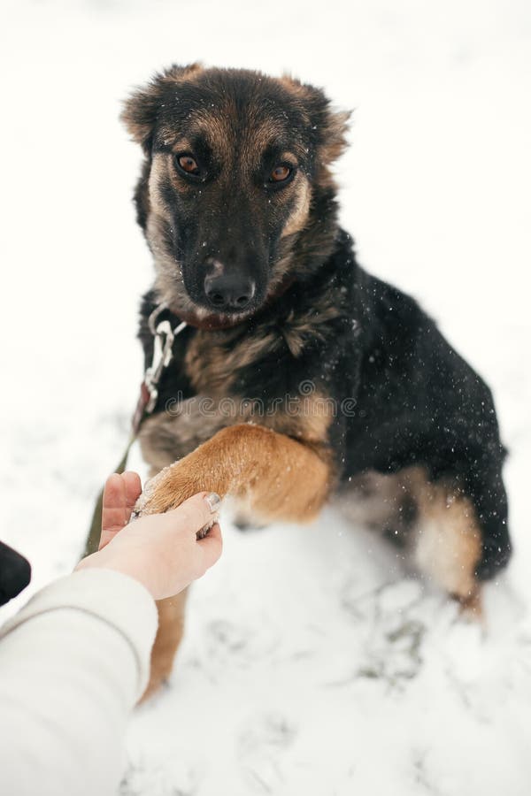 Chiot effrayé mignon avec les yeux tristes donnant la patte à la personne en parc neigeux d'hiver Chien de berger allemand mélang photographie stock Chiot effrayé mignon avec les yeux tristes donnant la patte à la personne en parc neigeux d'hiver Chien de berger allemand mélang photographie stock