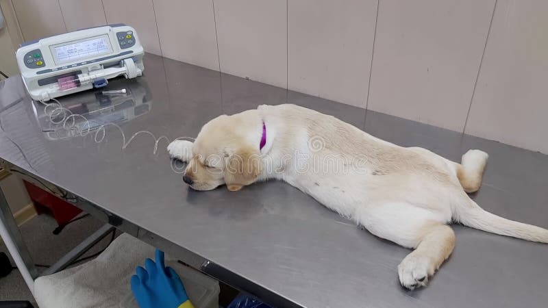 Chiot en clinique vétérinaire banque de vidéos