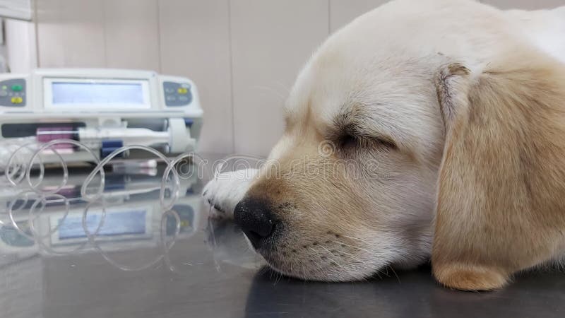 Chiot en clinique vétérinaire banque de vidéos