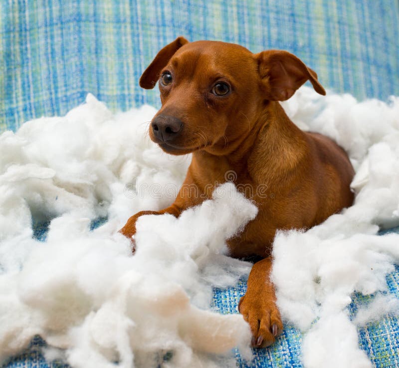 Chiot espiègle vilain après avoir mordu un oreiller photo libre de droits Chiot espiègle vilain après avoir mordu un oreiller photo libre de droits
