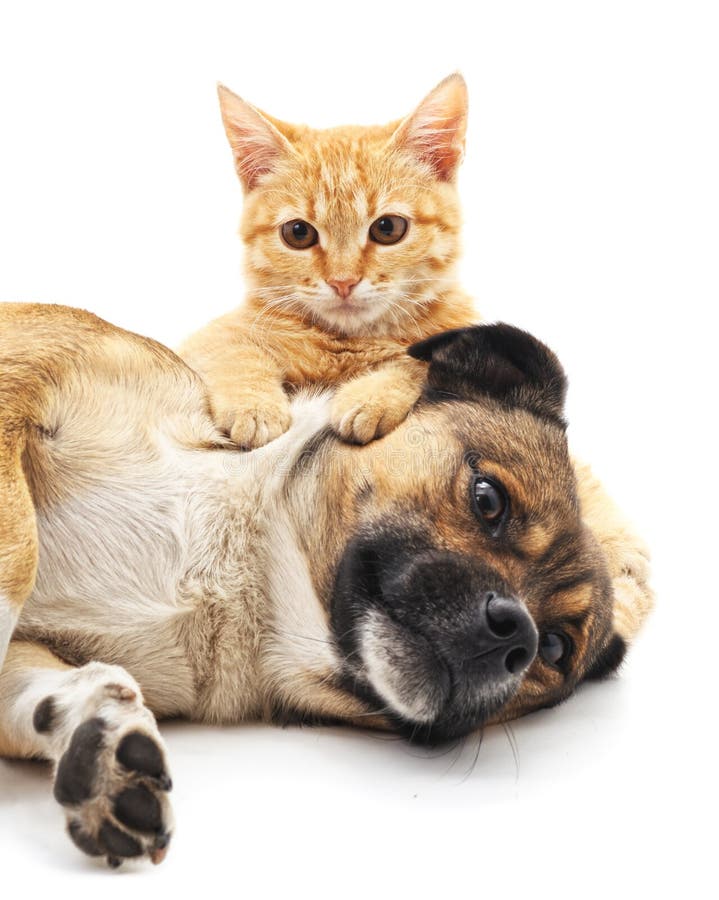 Chiot et chaton photo libre de droits Chiot et chaton photo libre de droits