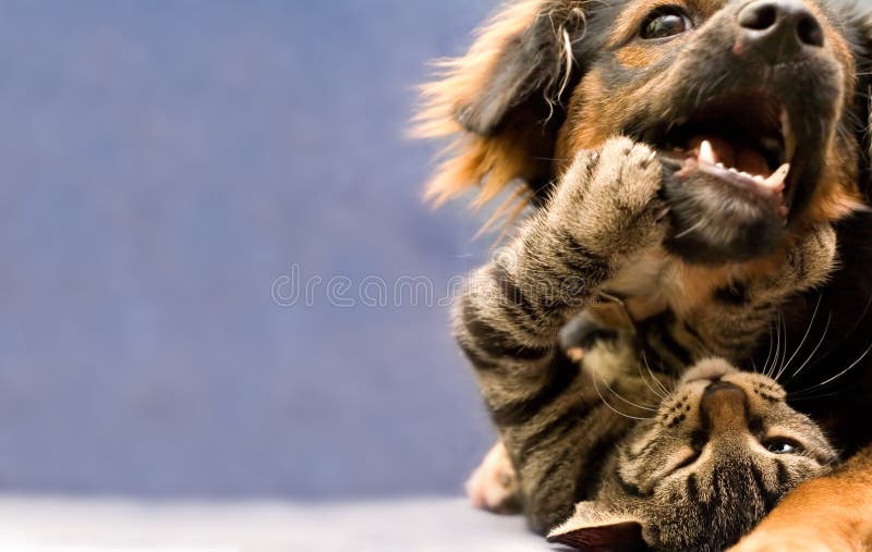 Chiot et chaton Chiot et chaton