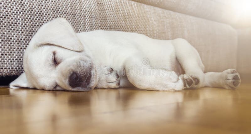 Download Chiot Fatigué De Chien De Sommeil Sur Le Plancher De Parquet Image stock - Image du plancher, école: 76078419