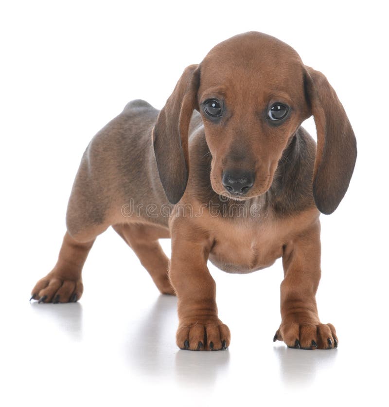 chiot femelle adorable de teckel image libre de droits chiot femelle adorable de teckel image libre de droits