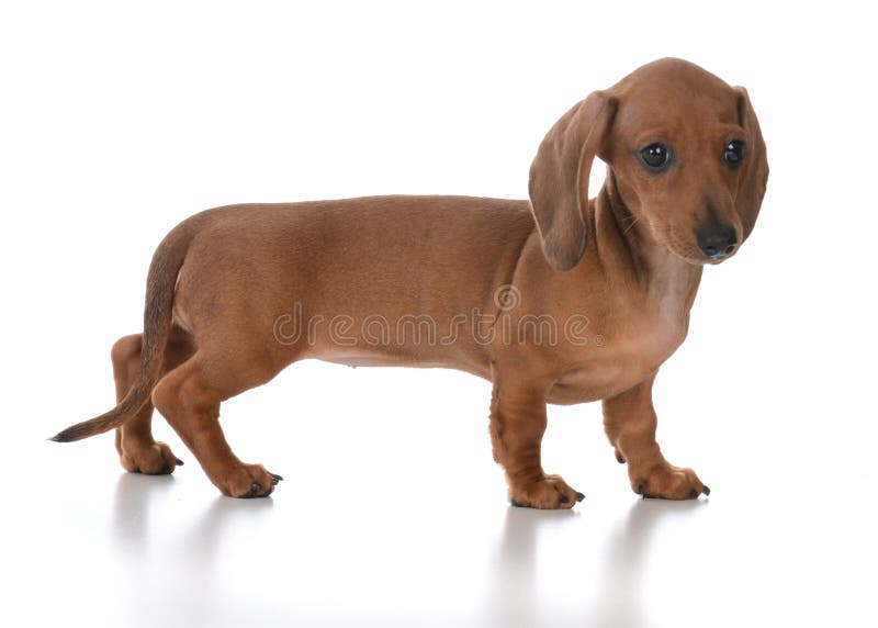 chiot femelle adorable de teckel images stock chiot femelle adorable de teckel images stock