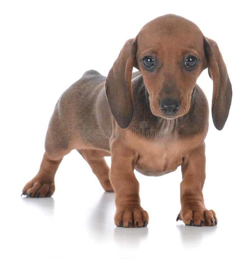 chiot femelle adorable de teckel image libre de droits chiot femelle adorable de teckel image libre de droits