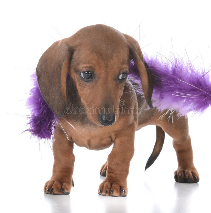 chiot femelle adorable de teckel image libre de droits chiot femelle adorable de teckel image libre de droits