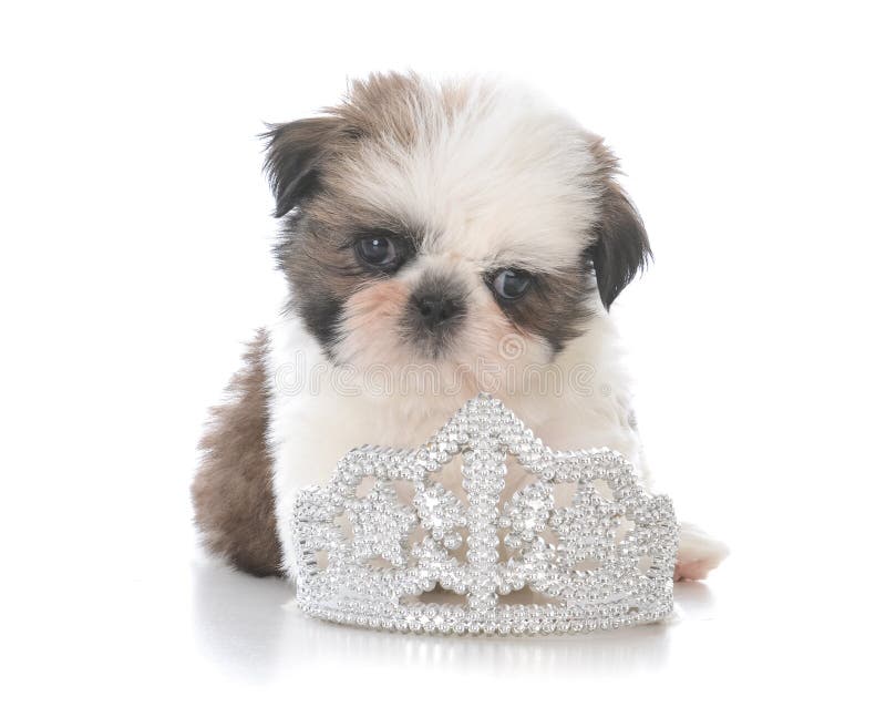 chiot femelle de tzu de shih étendant le diadème intérieur images libres de droits chiot femelle de tzu de shih étendant le diadème intérieur images libres de droits