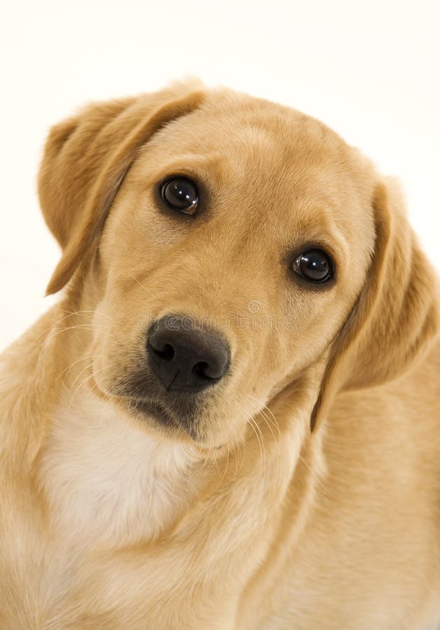 chiot femelle mignon de Labrador image libre de droits chiot femelle mignon de Labrador image libre de droits