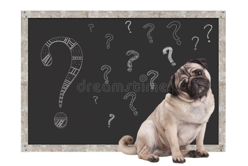 Chiot intelligent mignon de roquet se reposant devant le tableau noir avec des points d'interrogation de craie, d'isolement sur l image libre de droits Chiot intelligent mignon de roquet se reposant devant le tableau noir avec des points d'interrogation de craie, d'isolement sur l image libre de droits