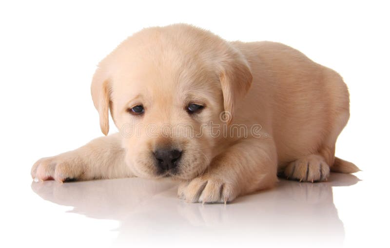 Chiot jaune de laboratoire photographie stock libre de droits Chiot jaune de laboratoire photographie stock libre de droits