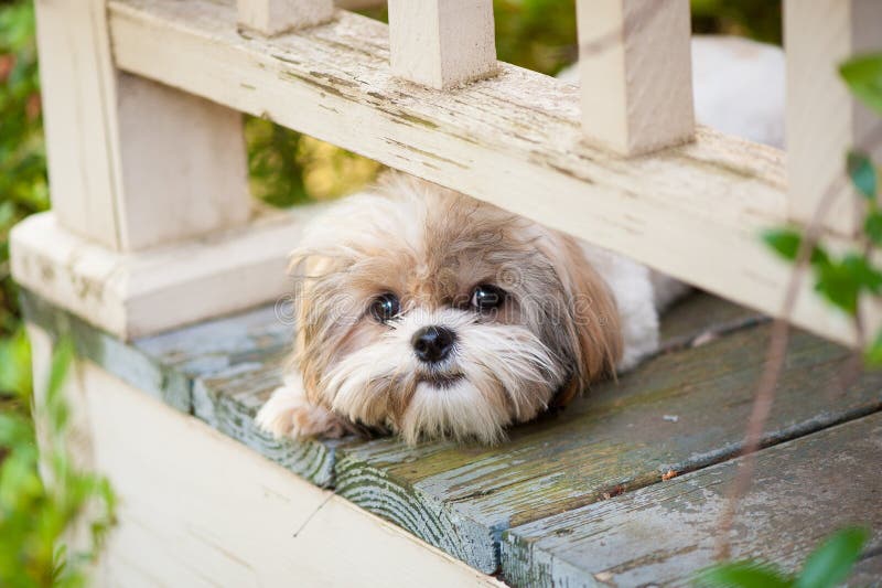 Chiot jetant un coup d'oeil du porche photos libres de droits