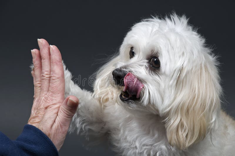 Maltese Toy Poodle Mix Dog Giving A High Five. Maltese Toy Poodle Mix Dog Giving A High Five