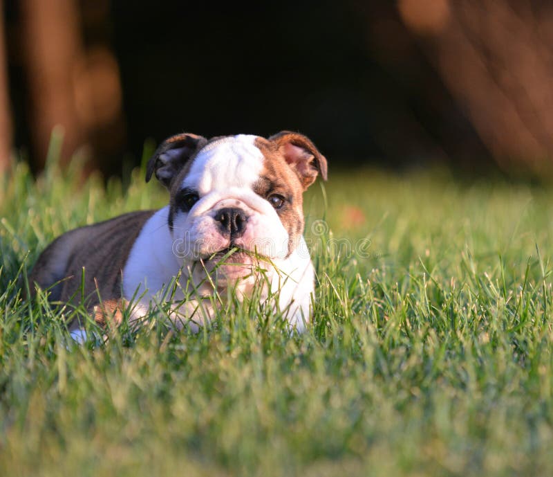 Chiot mangeant l'herbe images libres de droits Chiot mangeant l'herbe images libres de droits