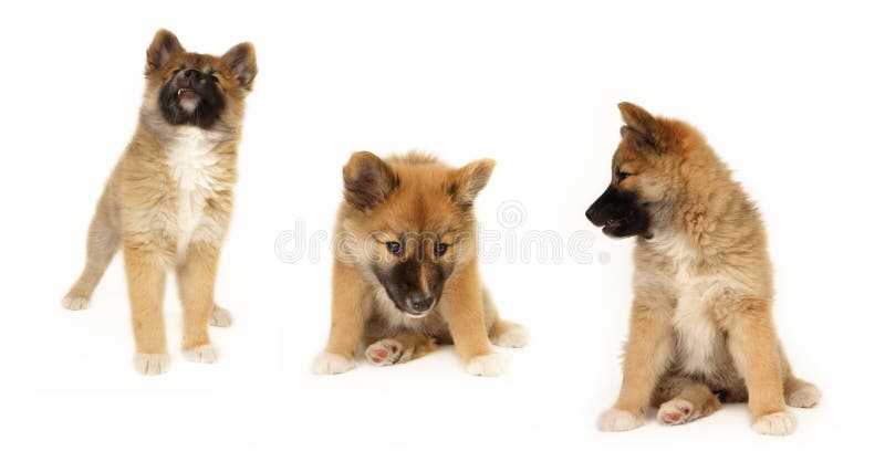 Chiot mignon images stock Chiot mignon images stock