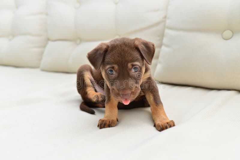 Chiot mignon image libre de droits Chiot mignon image libre de droits