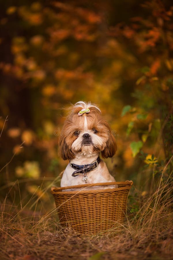 Chiot mignon dans un panier dans la forêt d'automne image libre de droits Chiot mignon dans un panier dans la forêt d'automne image libre de droits