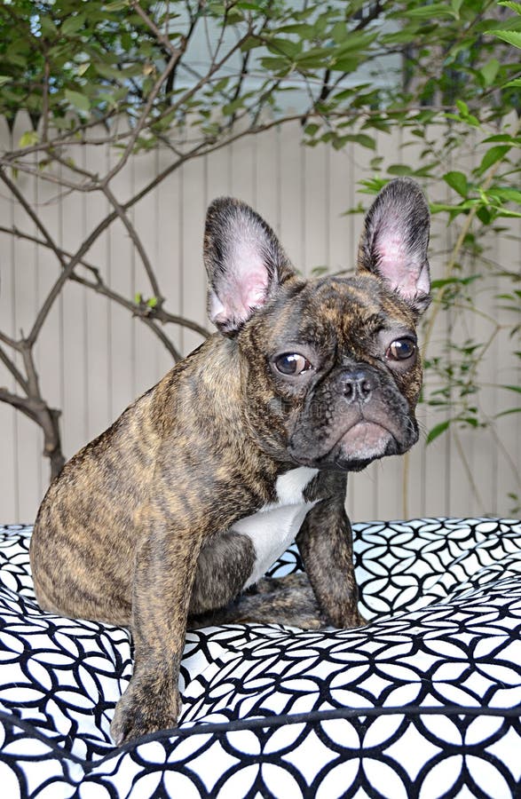 Chiot Mignon De Bouledogue Francais Avec Des Allergies Photo Stock Image Du Masculin Brouillon Chiot Mignon De Bouledogue Francais Avec Des Allergies Photo Stock Image Du Masculin Brouillon
