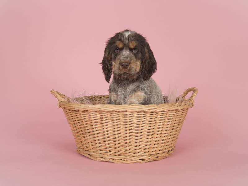 Chiot mignon de cocker se reposant dans un panier en osier sur un b rose images stock Chiot mignon de cocker se reposant dans un panier en osier sur un b rose images stock