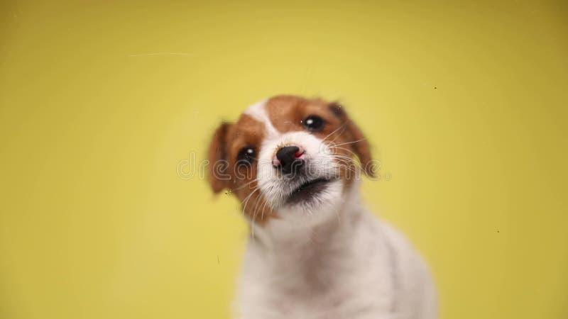 Chiot mignon de jack Russel sur le fond jaune clips vidéos