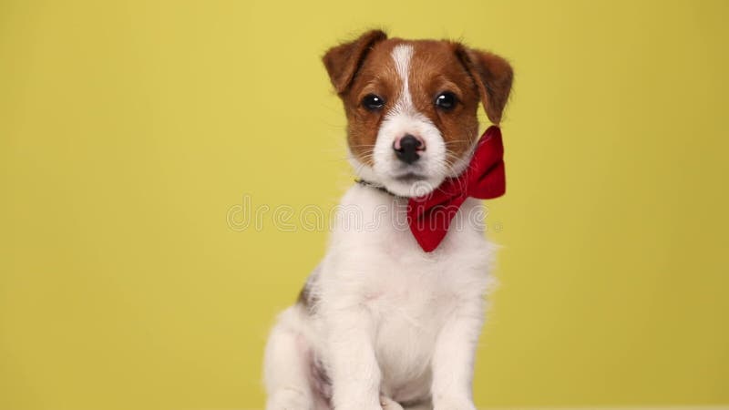 Chiot mignon de jack Russel sur le fond jaune clips vidéos