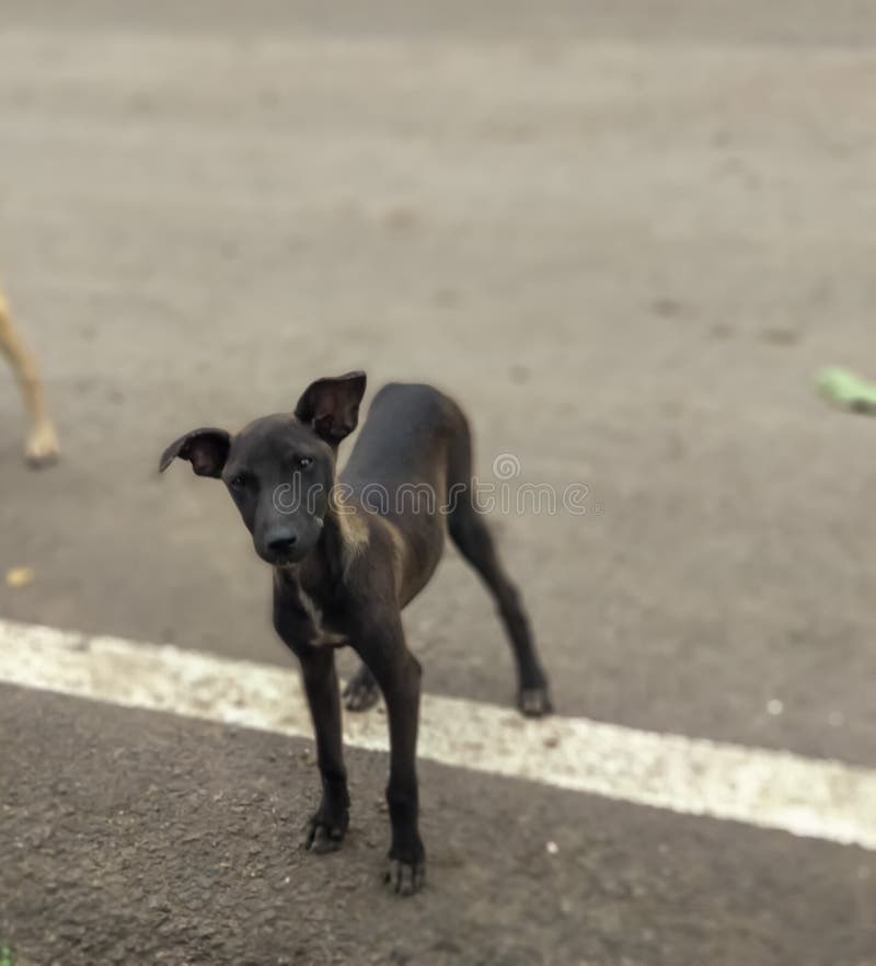 Chiot mignon indien image stock Chiot mignon indien image stock