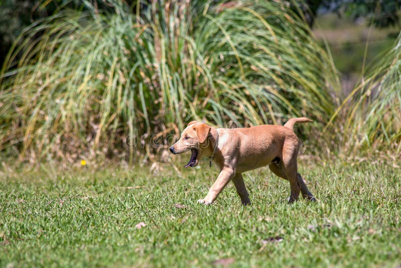Chiot m?tis marchant sur l'herbe images libres de droits Chiot m?tis marchant sur l'herbe images libres de droits