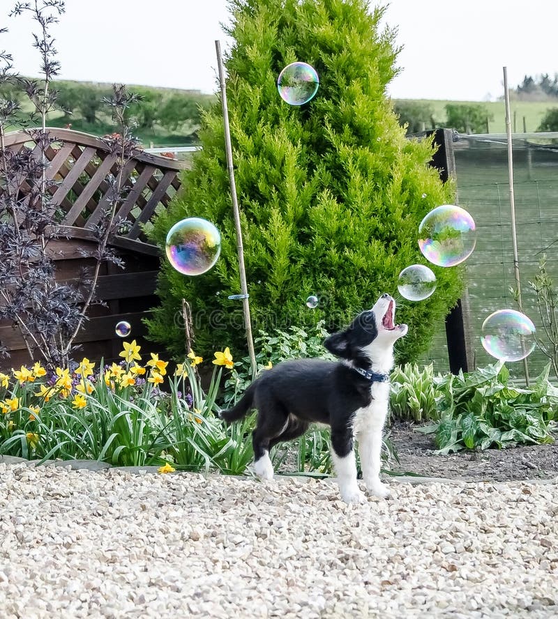 Chiot noir et blanc de border collie jouant avec des bulles photo stock Chiot noir et blanc de border collie jouant avec des bulles photo stock