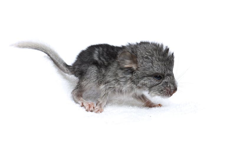 Chiot Nouveau Ne D Un Chinchilla Photo Stock Image Du Furry Animal