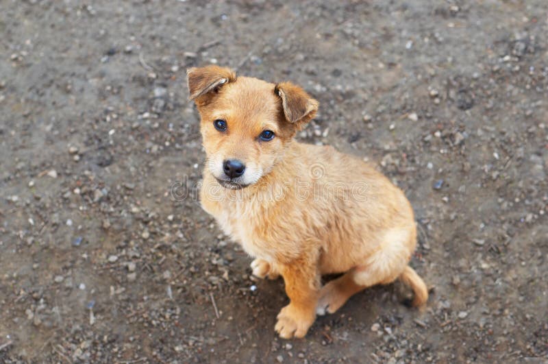 Chiot parasite photos stock Chiot parasite photos stock