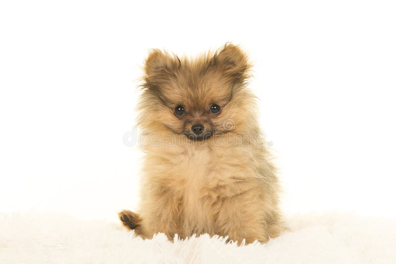 Chiot pomeranian mignon se reposant sur une fourrure blanche sur un dos de blanc image stock Chiot pomeranian mignon se reposant sur une fourrure blanche sur un dos de blanc image stock