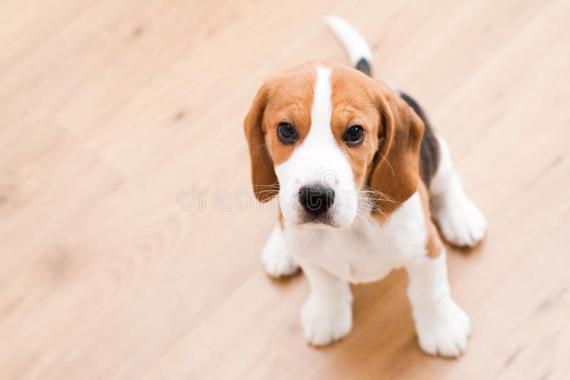 Small dog sitting on the wooden floor. Beagle puppy. Small dog sitting on the wooden floor. Beagle puppy