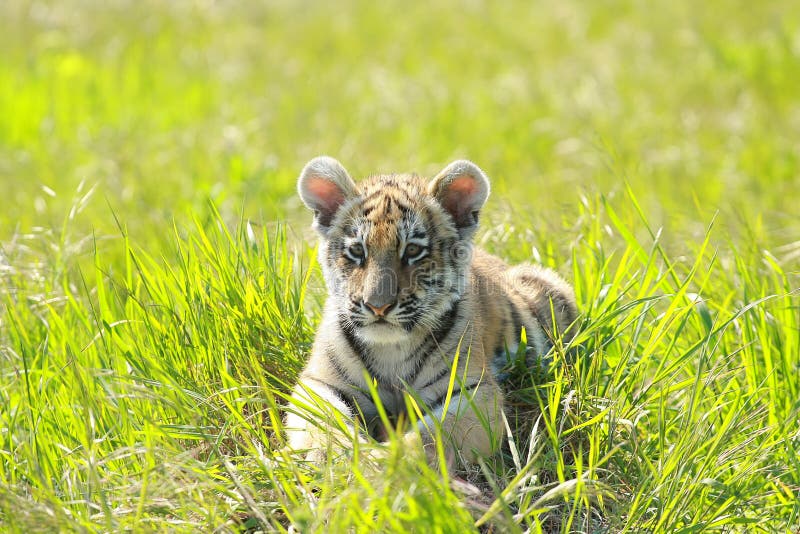 Chiot sibérien de Tiiger photo stock Chiot sibérien de Tiiger photo stock
