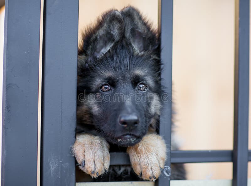 Chiot très triste dans la cage d'abri images libres de droits