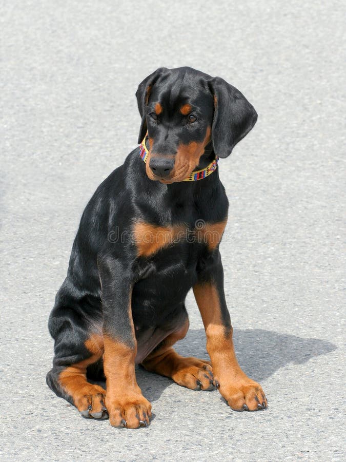 Chiot typique de Dobermann images stock Chiot typique de Dobermann images stock