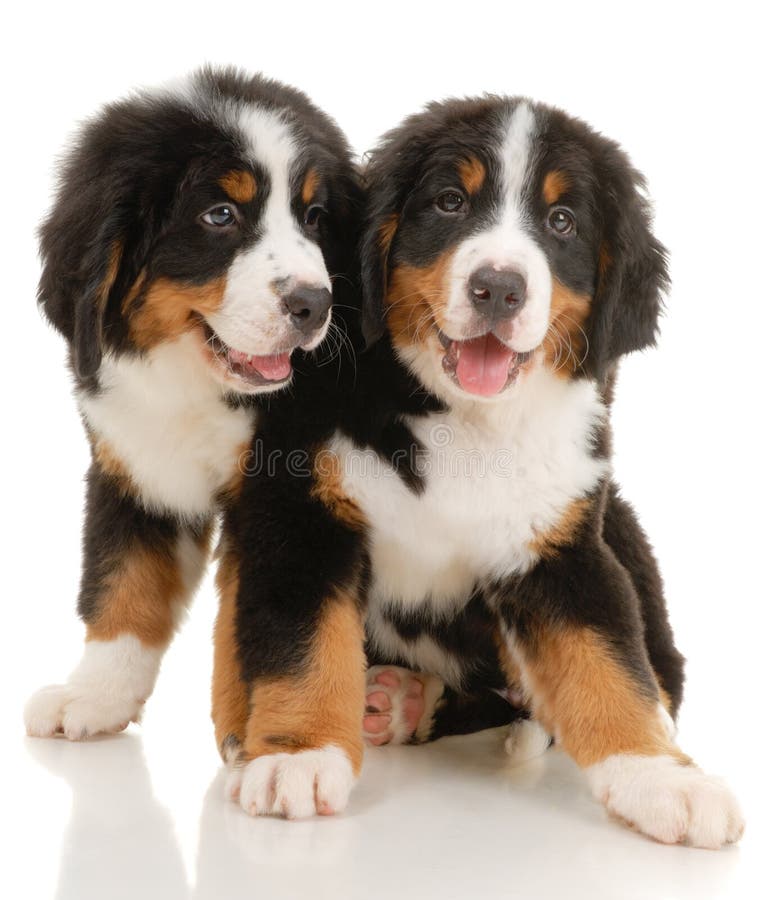 Chiots photos libres de droits Chiots photos libres de droits