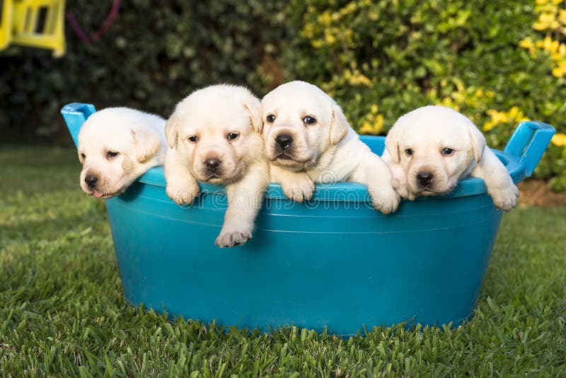 Chiots ayant un bain d'été Chiots ayant un bain d'été