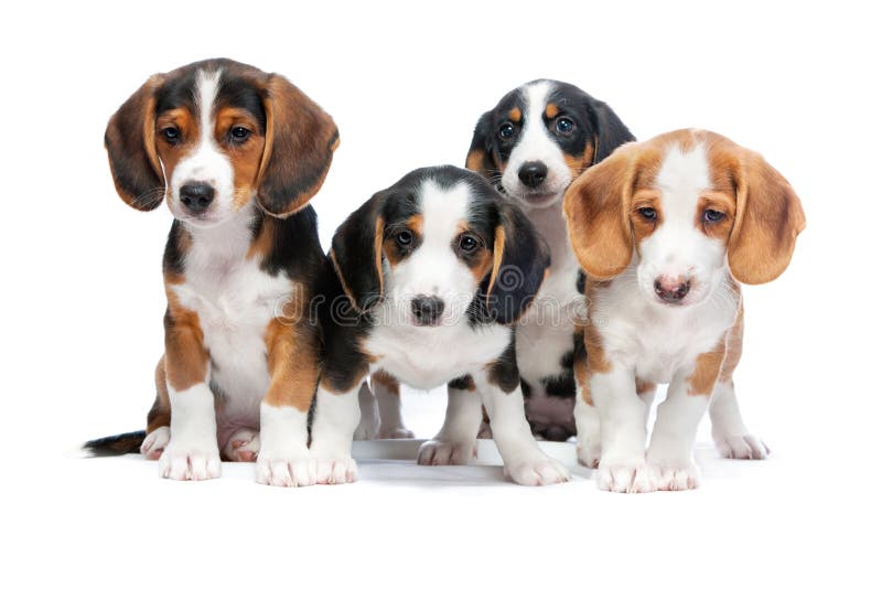 Four puppies isolated on white background. Westphalian Dachsbracke. Four puppies isolated on white background. Westphalian Dachsbracke.