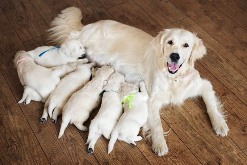Chiots de alimentation de chien heureux de golden retriever photo stock Chiots de alimentation de chien heureux de golden retriever photo stock