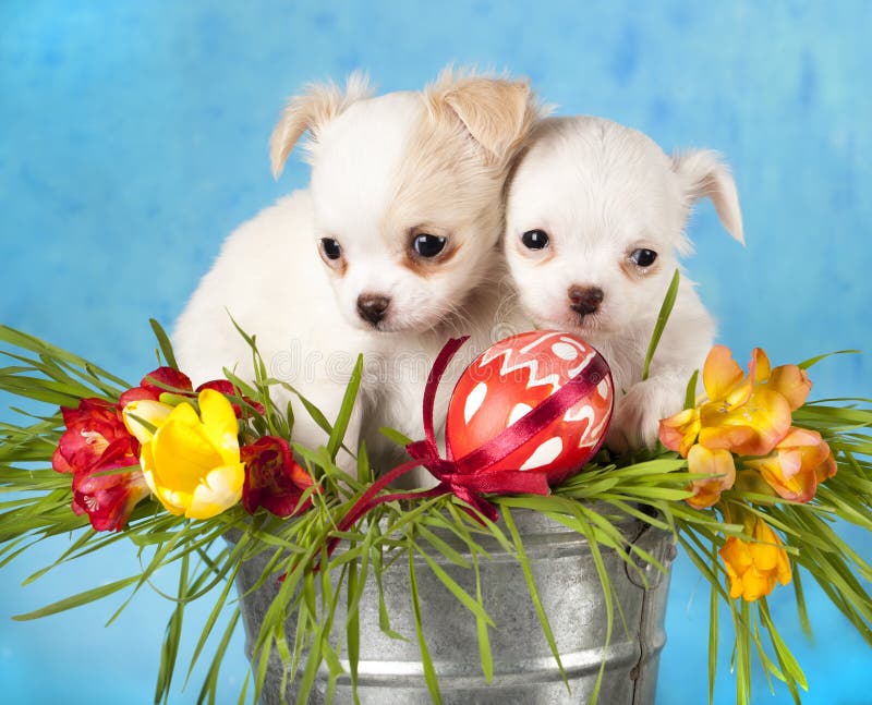 Chiots de chiwawa images libres de droits Chiots de chiwawa images libres de droits