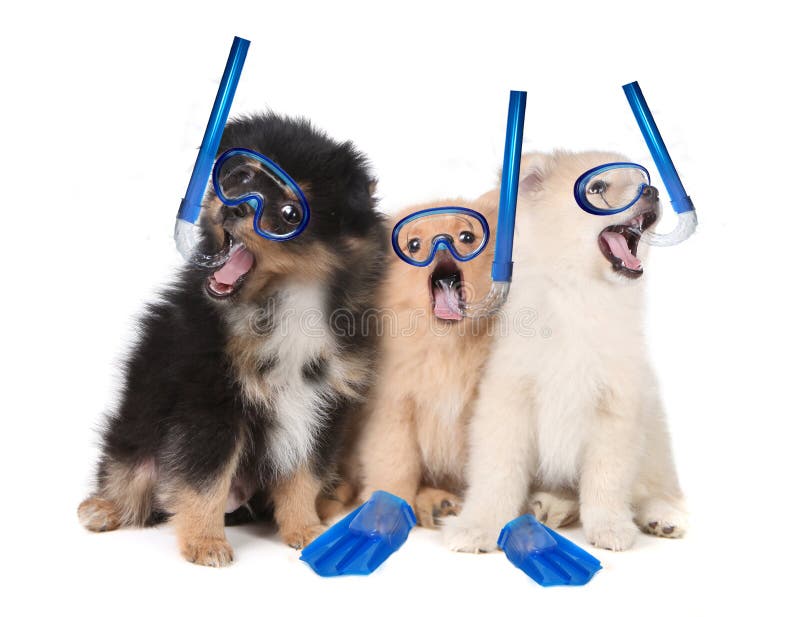 Chiots de Pomeranian utilisant la vitesse naviguante au schnorchel photos libres de droits Chiots de Pomeranian utilisant la vitesse naviguante au schnorchel photos libres de droits