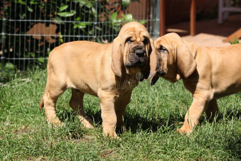 Chiots gentils de limier images libres de droits Chiots gentils de limier images libres de droits