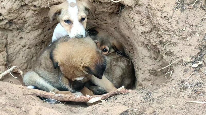 Chiots là mignons assis dans la fin de la grotte vers le haut de la longueur de la vue 4k banque de vidéos