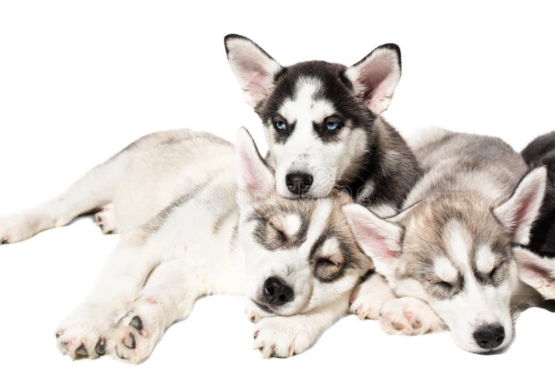 Chiots mignons de chien de traîneau sibérien sur le fond blanc photographie stock libre de droits Chiots mignons de chien de traîneau sibérien sur le fond blanc photographie stock libre de droits