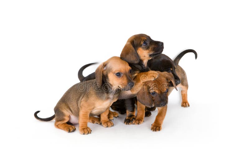 Group of adorable puppies of dachshund, isolated on white. Group of adorable puppies of dachshund, isolated on white