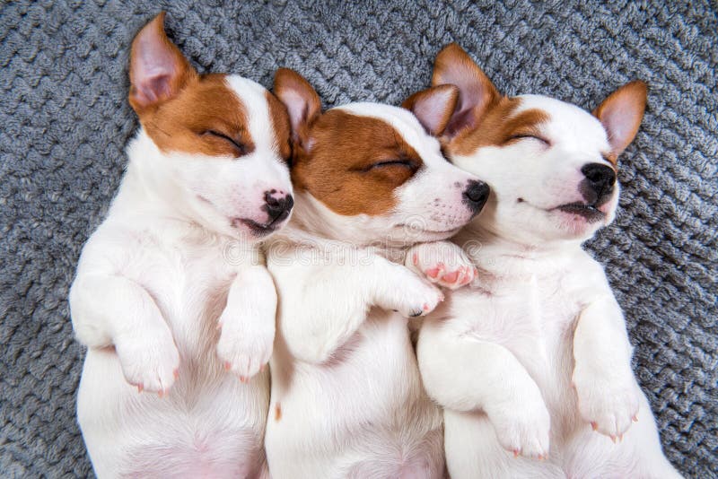 Chiots Mignons Dormant Avec Leurs Pattes Sur Un Fond Gris