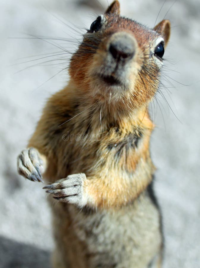 chipmunk and squirrel chipmunk and squirrel