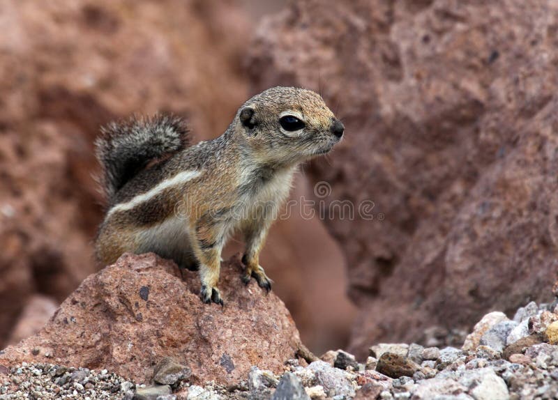 Chipmunk