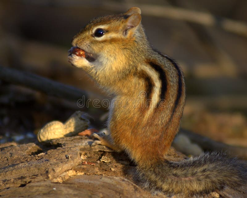 Squirrel, Fauna, Mammal, Chipmunk Picture. Image 115316834